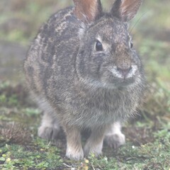 Sylvilagus andinus