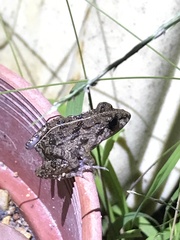 Fejervarya limnocharis