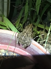 Fejervarya limnocharis