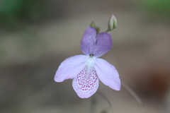 Acanthaceae