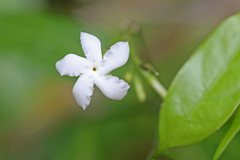 Tabernaemontana divaricata