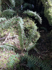 Dryopteris kawakamii