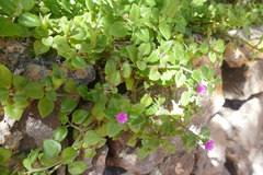 Mesembryanthemum cordifolium image