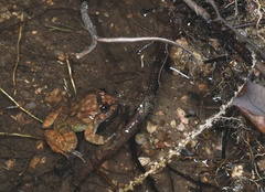 Limnonectes fragilis