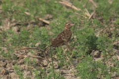 Alauda gulgula