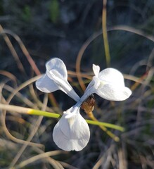 Moraea tripetala tripetala