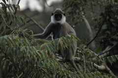 Semnopithecus priam