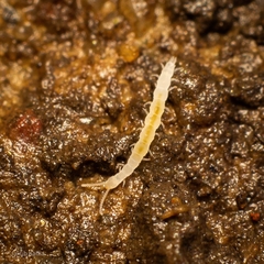 Symphyla