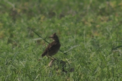 Alauda gulgula