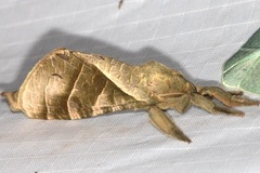 Hepialoidea