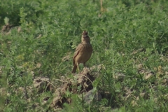 Alauda gulgula