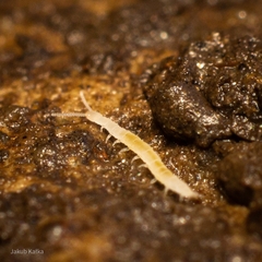 Symphyla