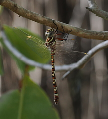Austroaeschna speciosa