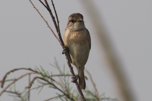 White-tailed Stonechat (Saxicola leucurus), photo 5