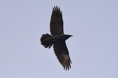 Corvus corax