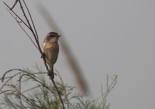 White-tailed Stonechat (Saxicola leucurus), photo 2