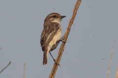 Saxicola leucurus