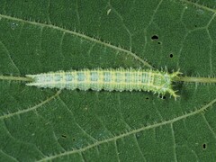 Apaturinae