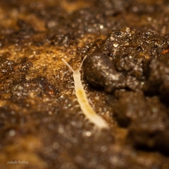 Symphyla
