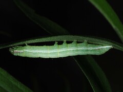 Leuconycta diphteroides