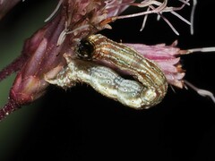 Ectropis crepuscularia