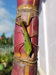 Schizomantodea