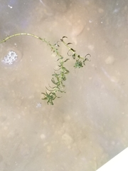 Elodea canadensis