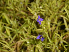 Exacum pumilum