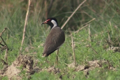 Vanellus indicus