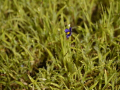Exacum pumilum
