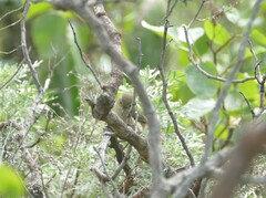 Phylloscopus canariensis