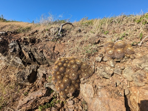Mammillaria nivosa