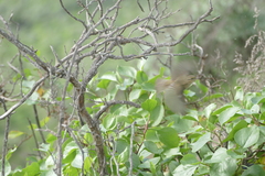 Phylloscopus canariensis