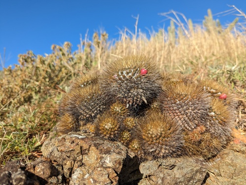 Mammillaria nivosa