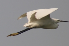 Egretta garzetta