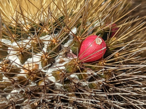 Mammillaria nivosa