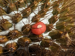 Mammillaria nivosa