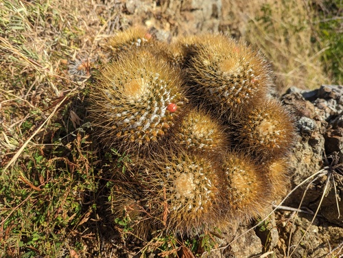 Mammillaria nivosa