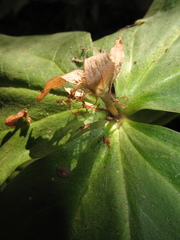 Trillium ovatum ovatum