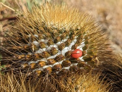 Mammillaria nivosa