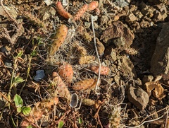 Opuntia repens