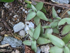 Tradescantieae