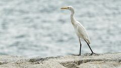 Bubulcus ibis coromandus