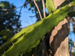 Selenicereus triangularis
