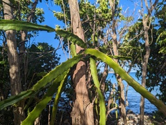 Selenicereus triangularis