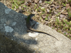 Podarcis siculus