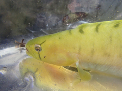 Apodichthys flavidus