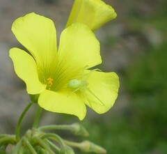 Misumena spinifera