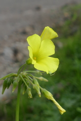 Misumena spinifera