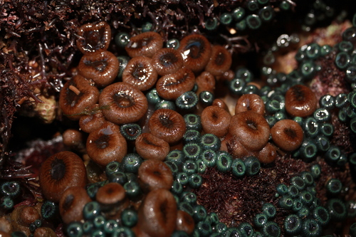 Green Button Polyp (Palythoa mutuki)